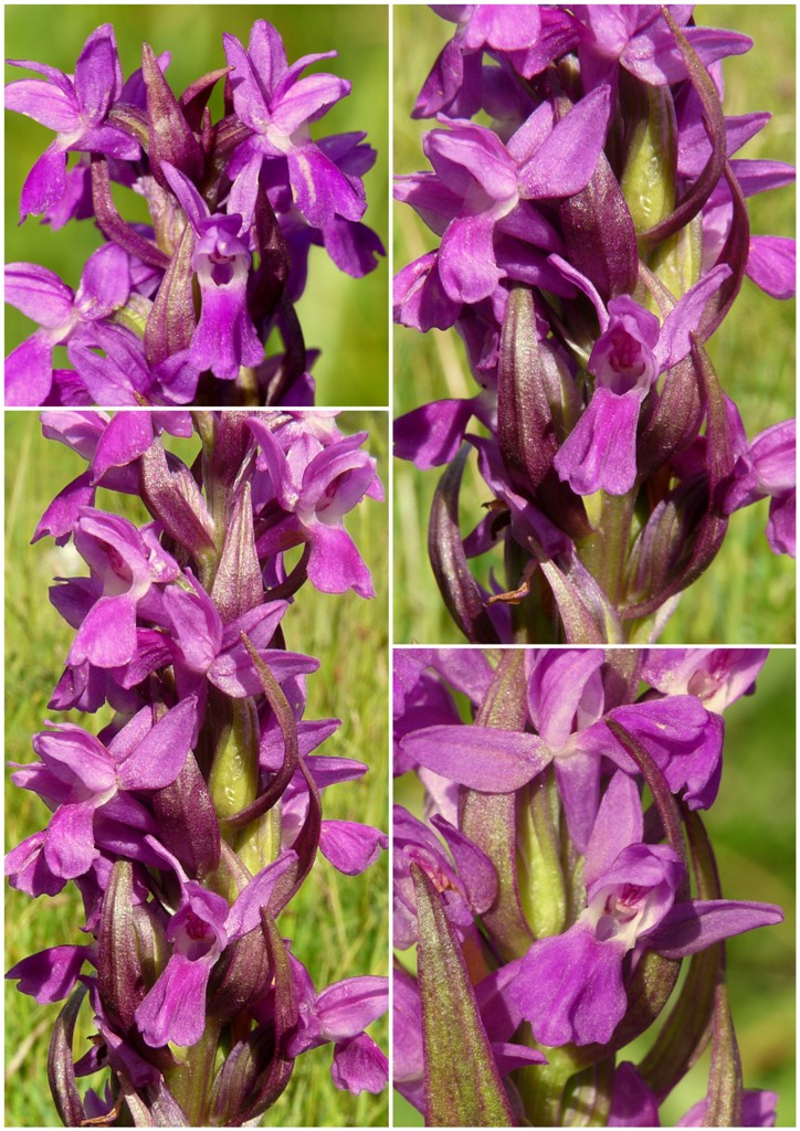 Dactylorhiza incarnata var. immaculata  Pescasseroli 21 giugno 2015